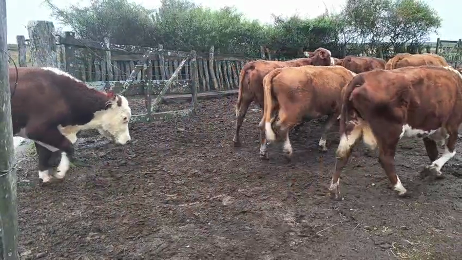 Lote 6 Vacas de invernar en Corrientes, Curuzú-Cuatiá