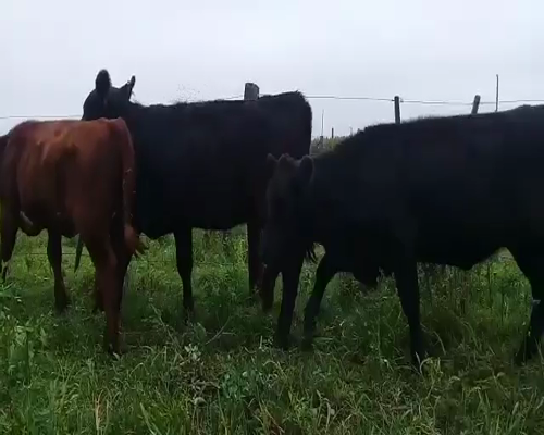 Lote 5 Terneras de invernada