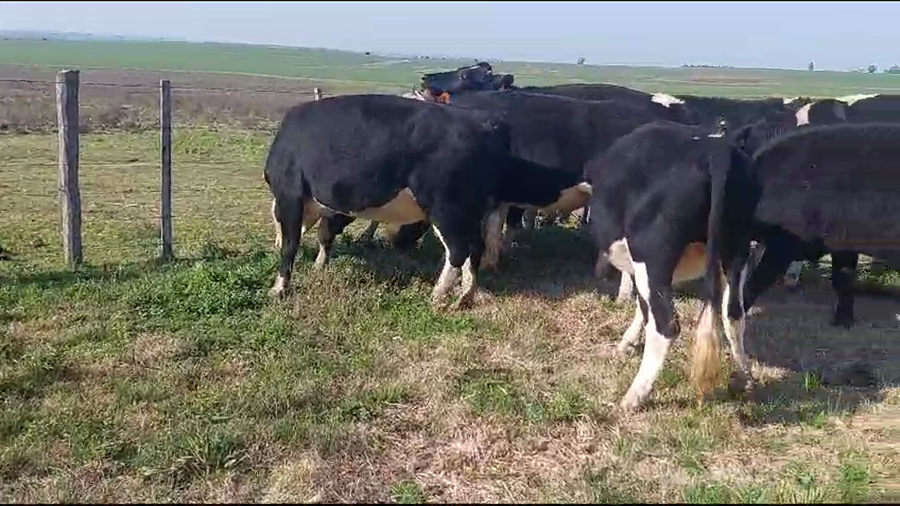 Lote 12 Novillos Holando y Cruza a remate en Aniversario 115 Años - Camy en Chamizo