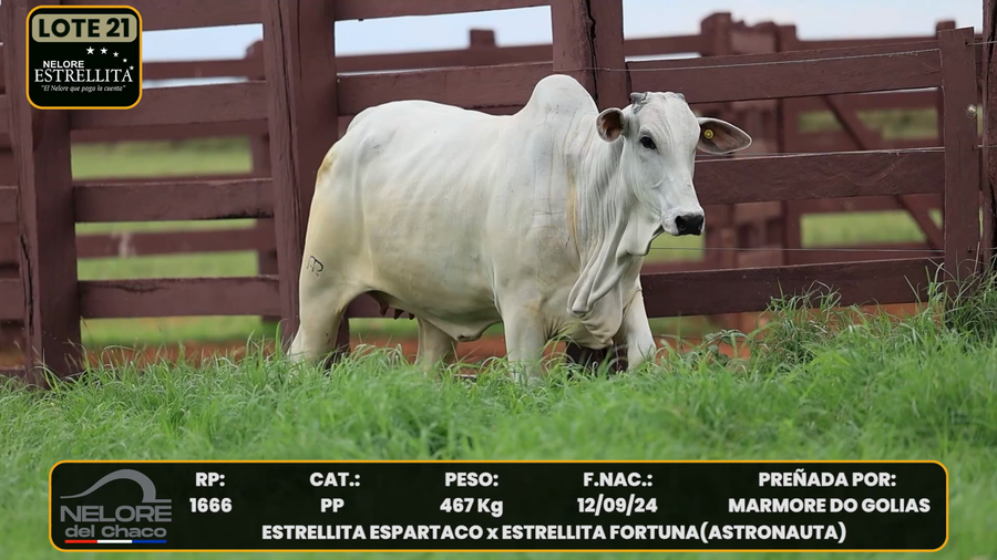 Lote LOTE 21