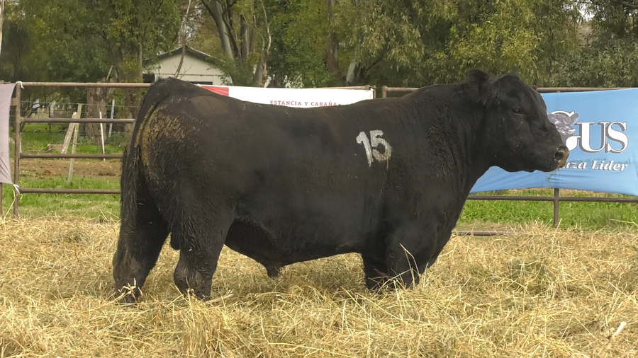 Lote TOROS ANGUS NEGROS  PC