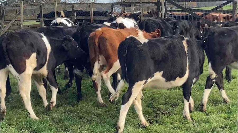 Lote 27 Vaquilla Engorda en Río Bueno, XIV Región Los Ríos