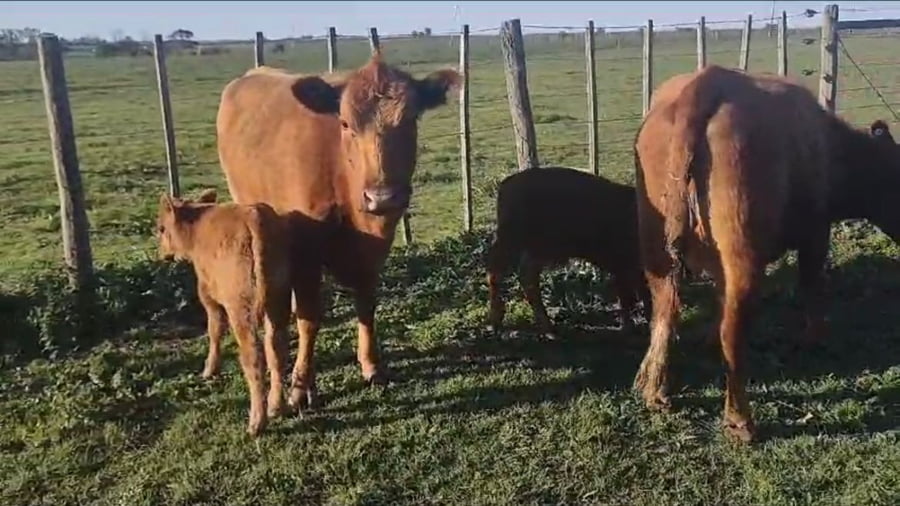 Lote Estancia Don Oscar