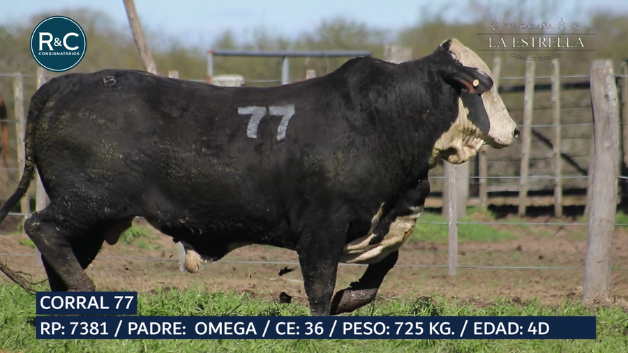 Lote Toro Media sangre