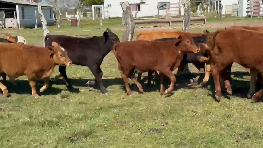 Lote 40 Terneros/as en Corrientes, Paso de Los Libres