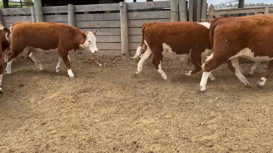 Lote 35 Vaquillonas 1-2 en Sauce,Canelones