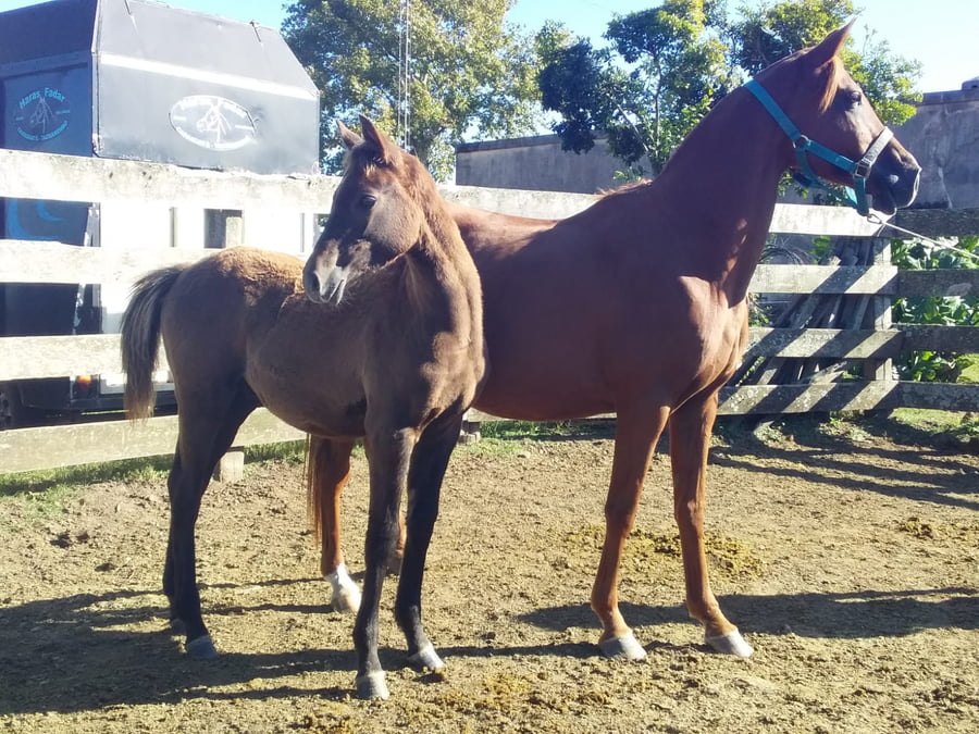 Lote 54 - Fadar Jayna