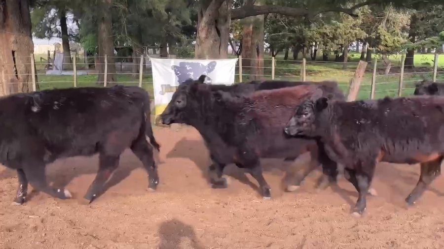 Lote 45 Terneras en Gral. Paz, Buenos Aires