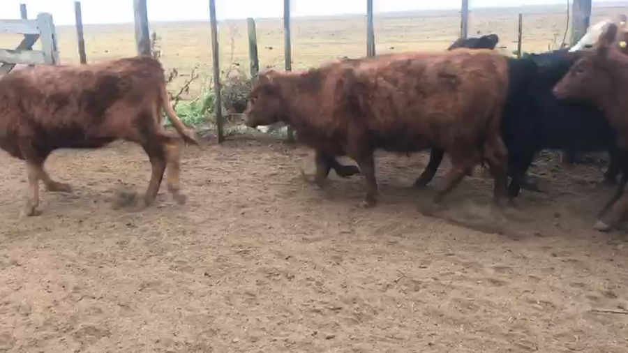 Lote 125 Terneros/as en Coronel Suarez, Buenos Aires