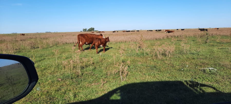 Lote 70 Terneros/as en Gral. Lamadrid, Buenos Aires