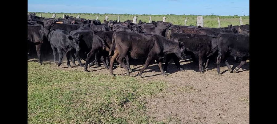 Lote 50 Terneros/as en Villaguay, Entre Ríos