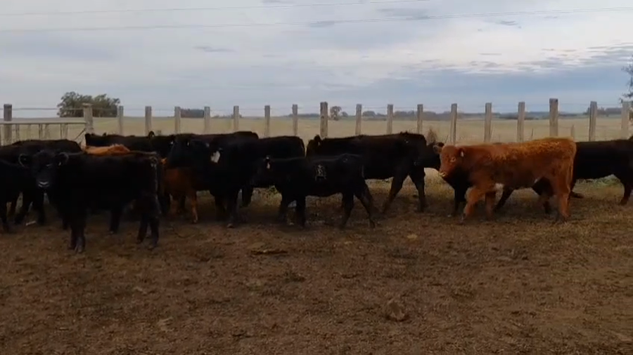 Lote TERNERAS