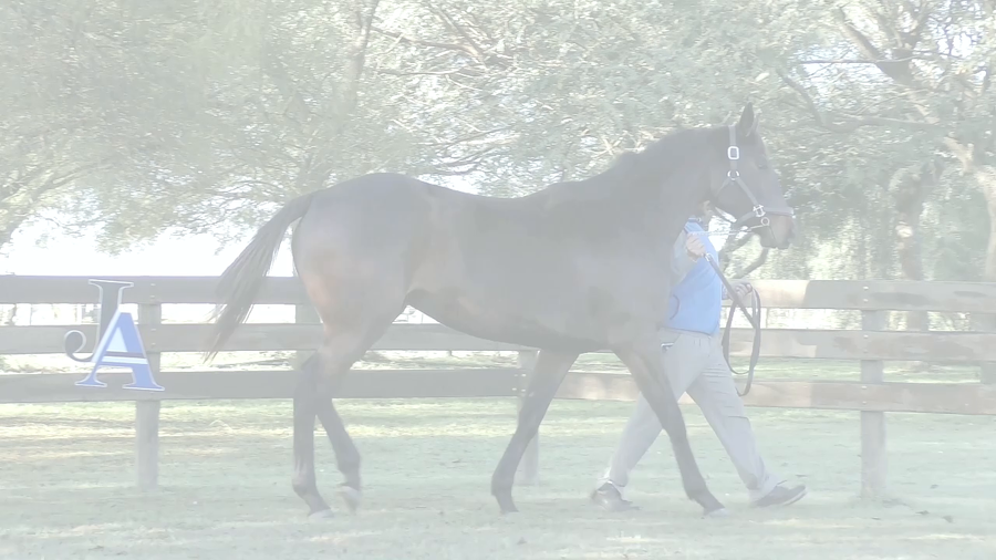 Lote SOBRAN LAS PALABRAS (BACKYARD HEAVEN -  KIT MASTER)