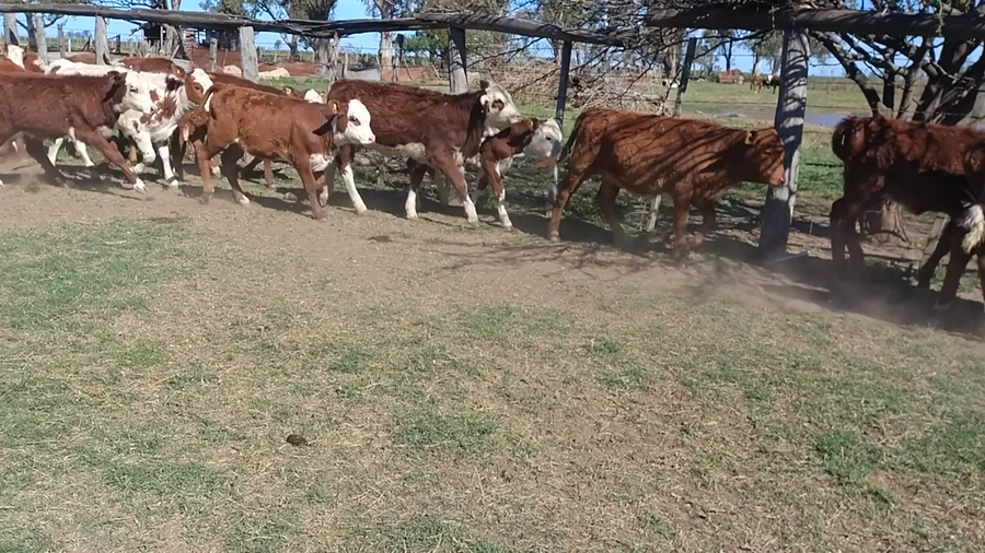 Lote 61 Terneras Angus colorado, Hereford, mestizo en Quebracho Herrado, Córdoba
