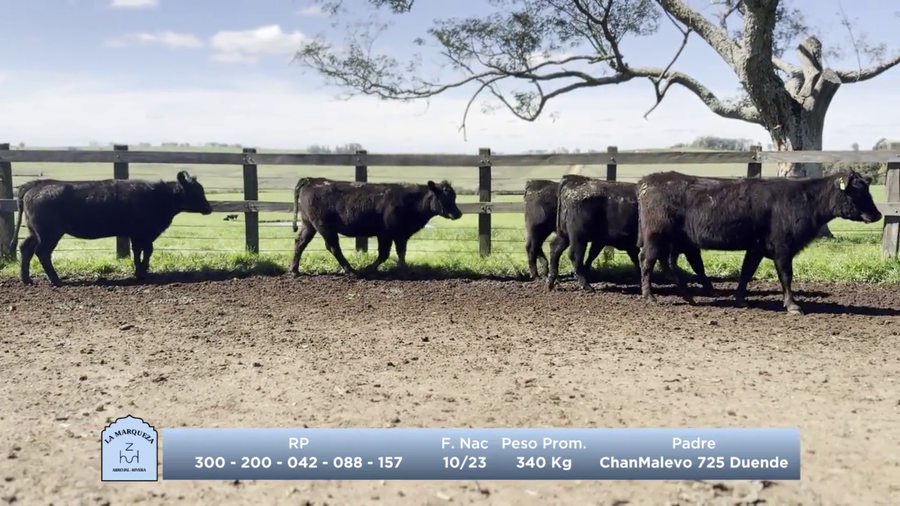 Lote Lote 3 - La Marqueza