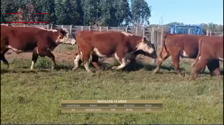 Lote 94 Novillos más de 3 años HE a remate en 6º Expo Nacional Hereford 505kg -  en Las Cañas