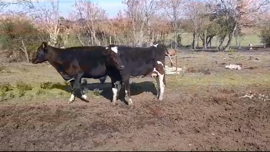 Lote VACAS INDUSTRIA