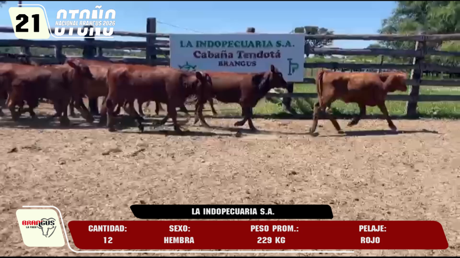 Lote LOTE 21