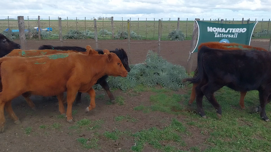 Lote 20 Terneras en Arboledas