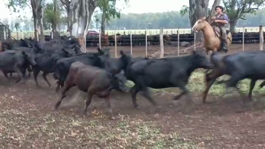 Lote 60 Terneras en Buenos Aires, Bolívar