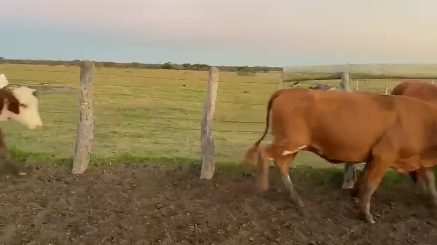 Lote 50 Vacas nuevas C/ gtia de preñez