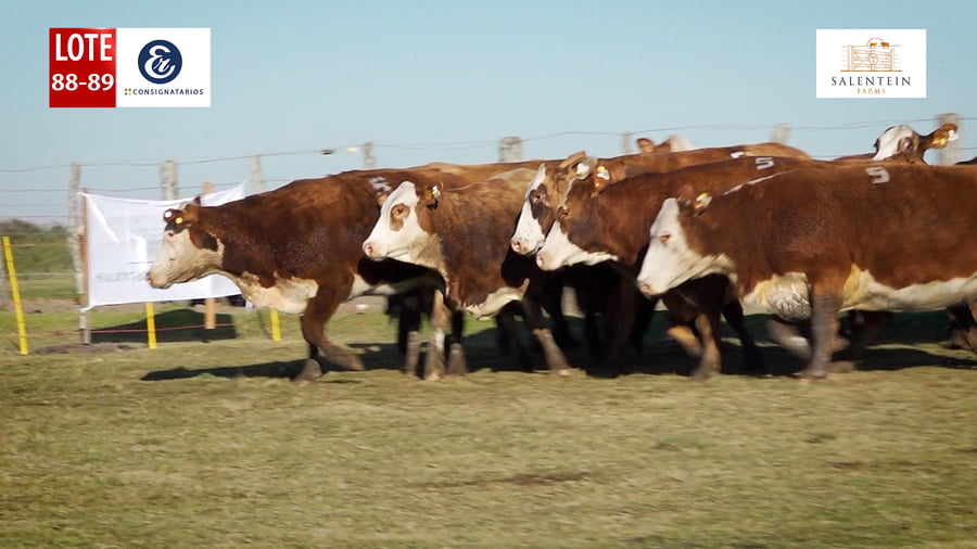 Lote LOTE 88/89  - VACAS BRAFORD GENERALES NUEVAS (S`15,16,17) PREÑADAS SERVICIO NATURAL