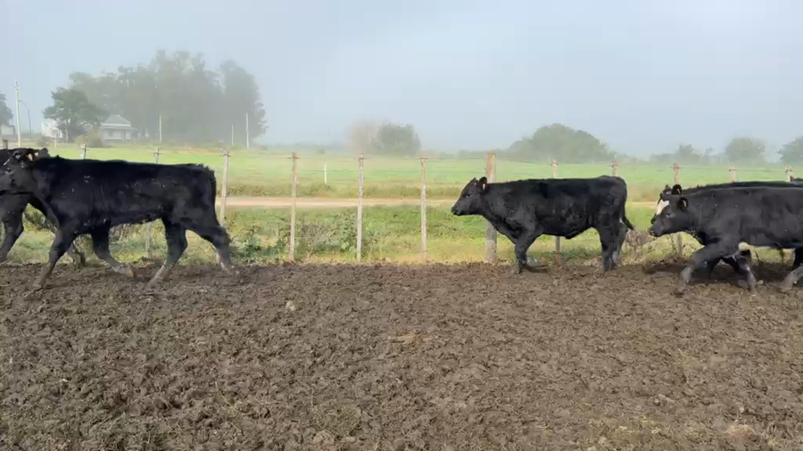 Lote TERNEROS