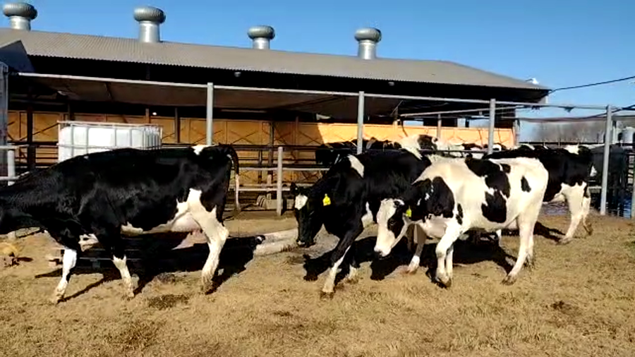 Lote Jose Luis Perren