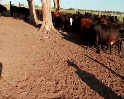 Lote 60 Terneros/as en Buenos Aires, Salazar