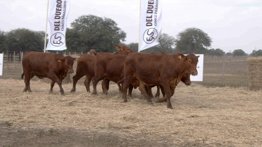 Lote Vaquillas CBO. 1 PREÑADAS
