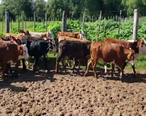 Lote 80 Terneros/as en Lomas de Vallejos, Corrientes