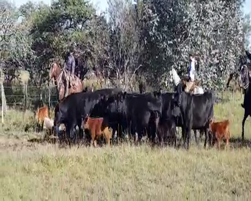 Lote ANGUS “EL CALÁ” de R. Garat VAQUILLONAS M.A.S. Y GENERAL NEGRAS C/CRIA