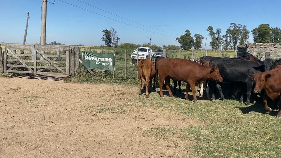 Lote 52 Novillitos y Vaquillonas en Gral. Villegas