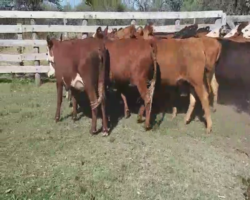 Lote 25 Terneros/as en Villaguay, Entre Ríos