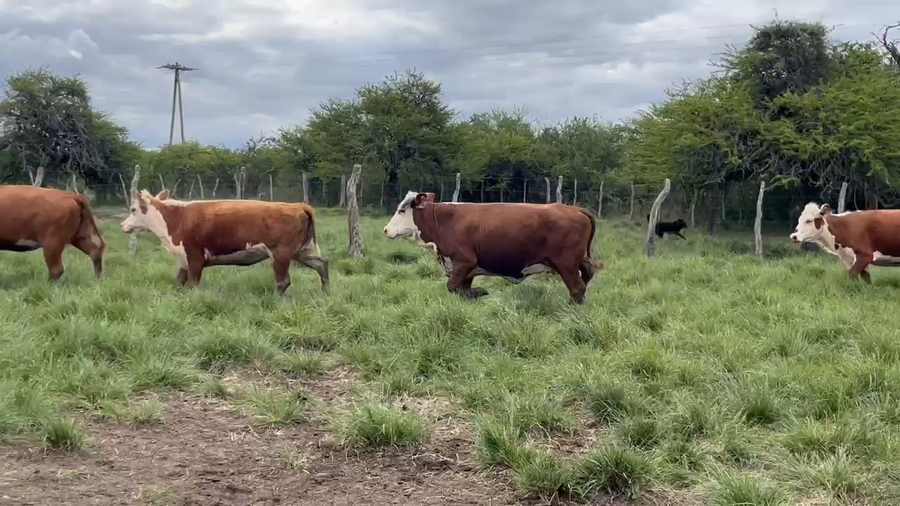 Lote 6 Vacas CUT preñadas en Corrientes, Curuzu Cuatia