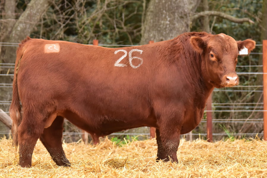Lote TOROS ANGUS PC