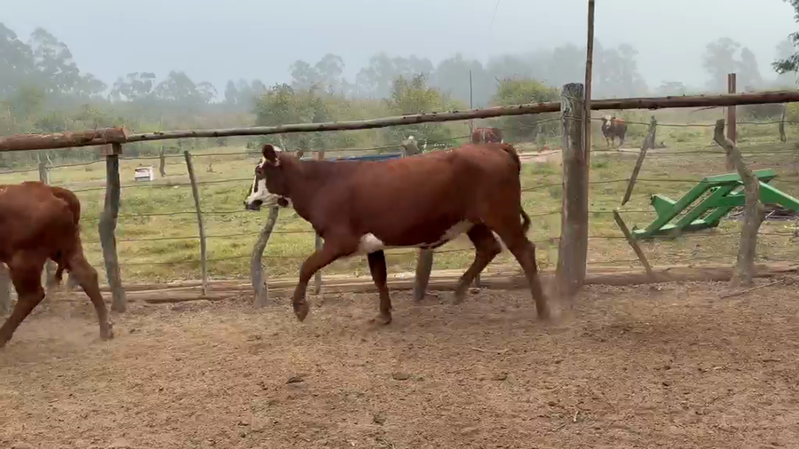 Lote 70 Terneras en Corrientes, Bella Vista