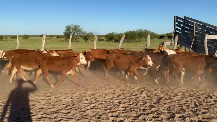 Lote 112 Terneros/as
