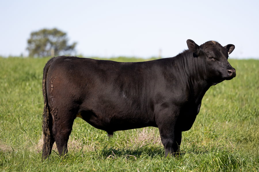 Lote 44