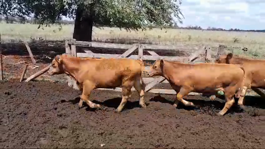 Lote 70 Terneros