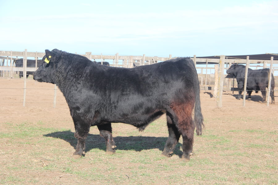 Lote TOROS PUROS DE PEDIGREE