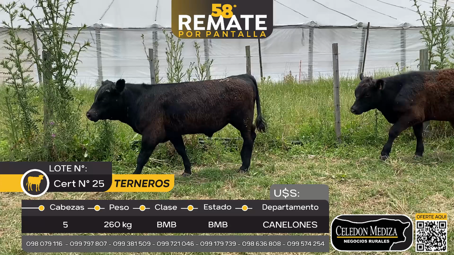 Lote 5 Terneros en Paso del Medio, a 12 km de Progreso, Canelones