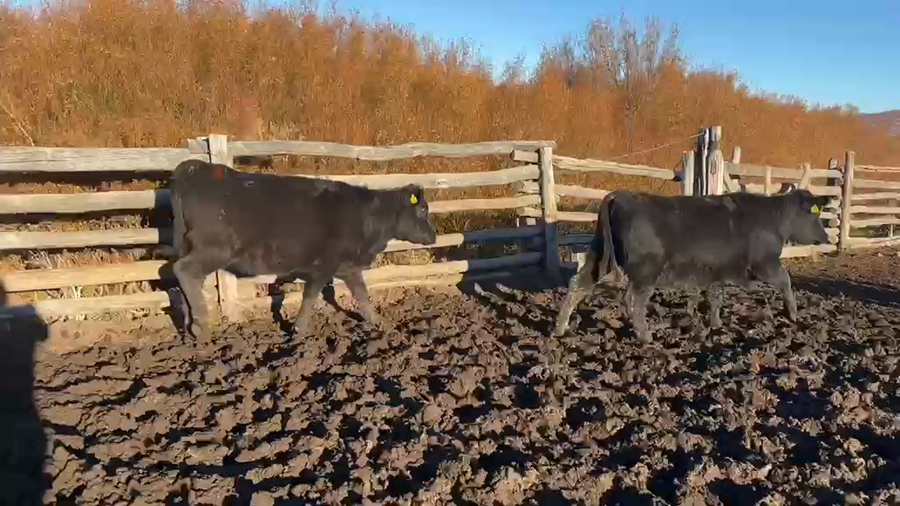 Lote 51 Vaquilla Engorda en Coyhaique, XI Región Aysén