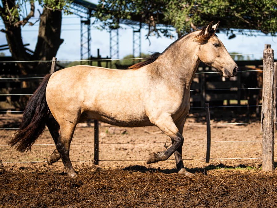 Lote CINCO-AR LA VANIDOSA