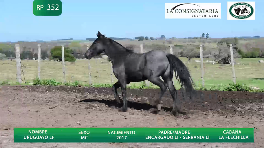 Lote Uruguayo LF