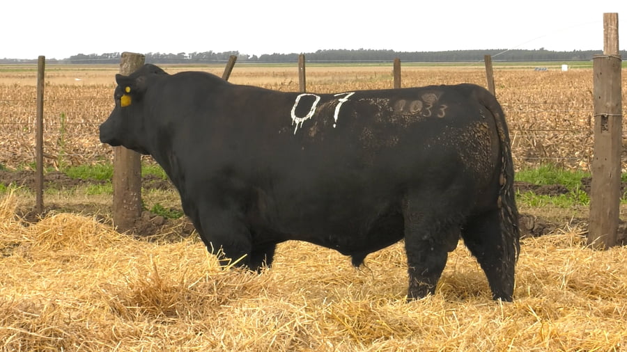 Lote Toros PC Negros