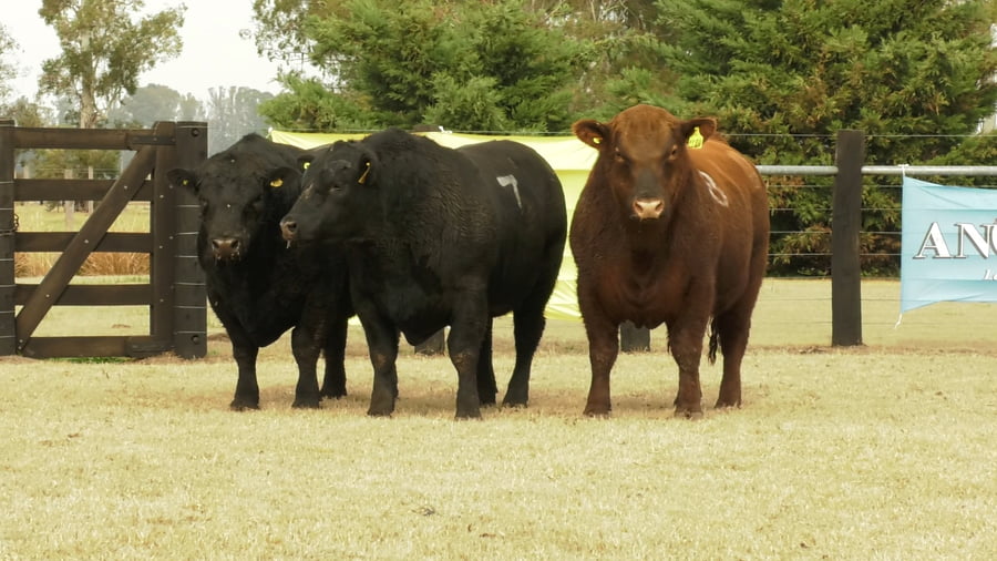 Lote TOROS ANGUS PUROS CONTROLADOS