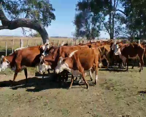 Lote 25 Vacas de invernar en Ituzaingó, Corrientes