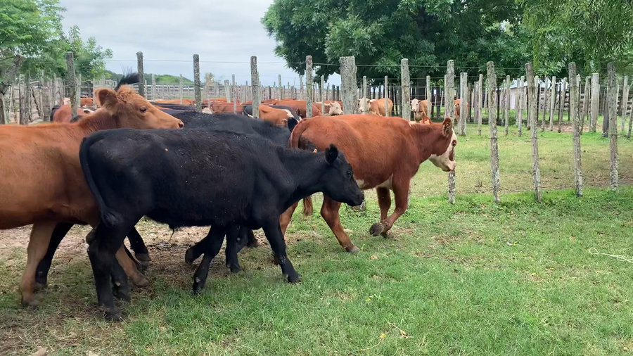 Lote 8 Novillos 2 a 3 años