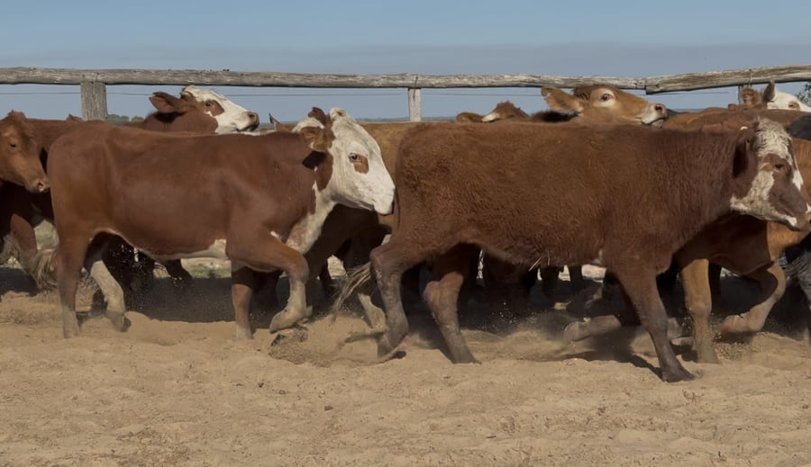 Lote 75 Novillitos en Corrientes, Chavarría